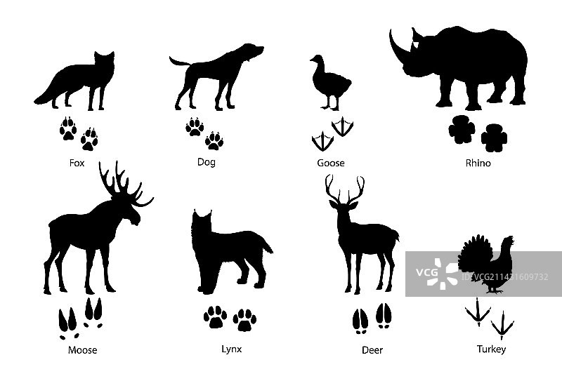 野生狐狸宠物狗动物足迹剪影图片素材