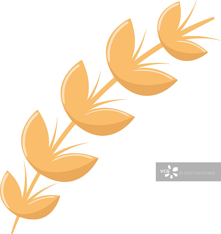 小麦穗分枝图片素材