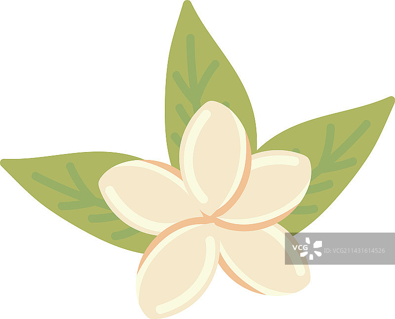 鸡蛋花和叶子图片素材