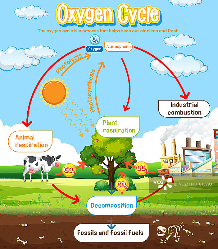 科学教育氧气循环图图片素材