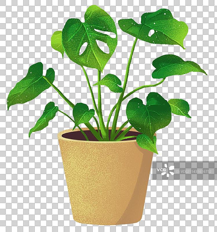 绿植清新龟背竹图片素材