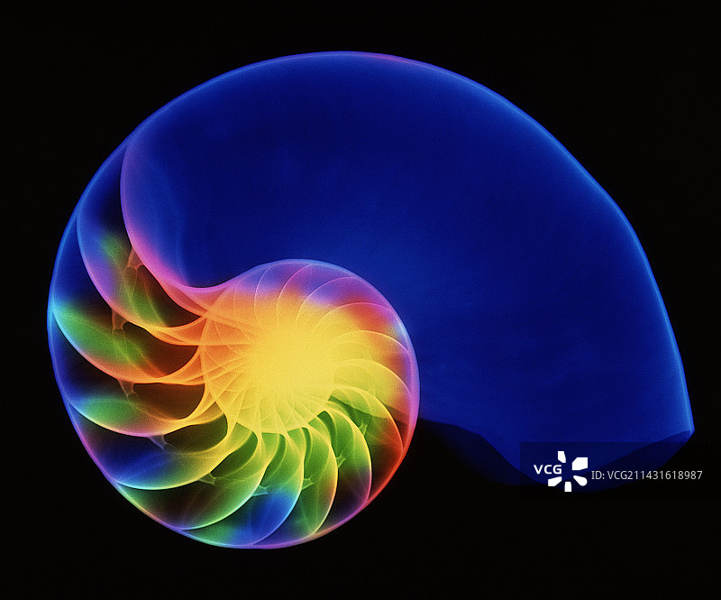 鹦鹉螺壳图片素材