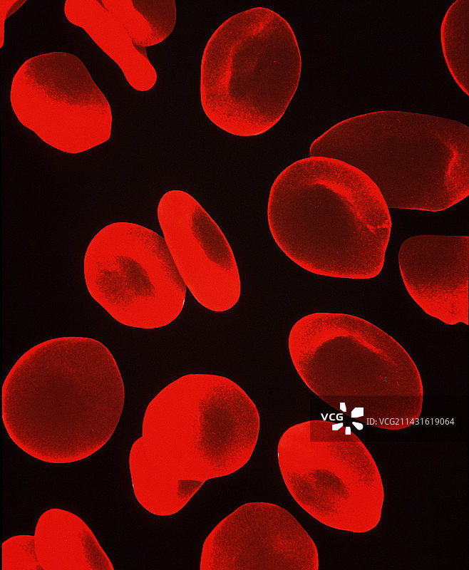 人体红细胞彩色扫描电镜图片素材