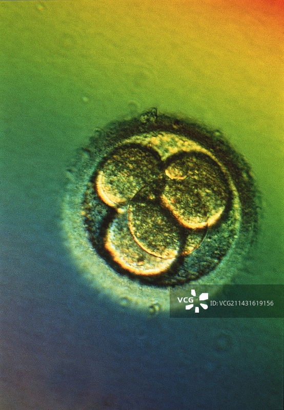 四细胞胚胎的光学显微镜图图片素材