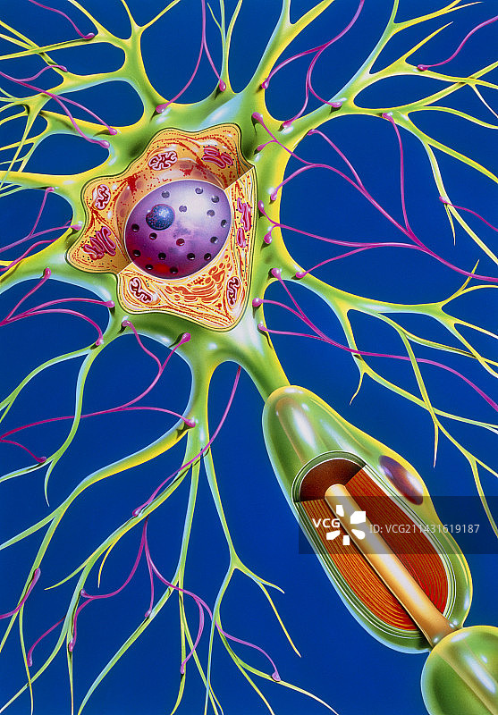 神经细胞插画图片素材