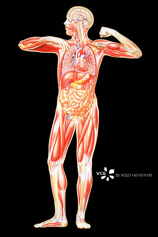人体解剖图片素材