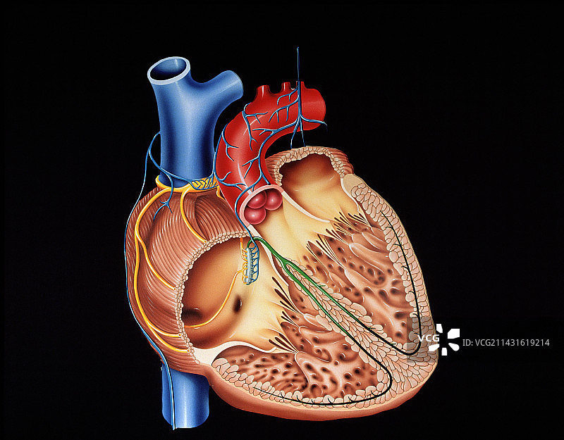 心脏结构图片素材