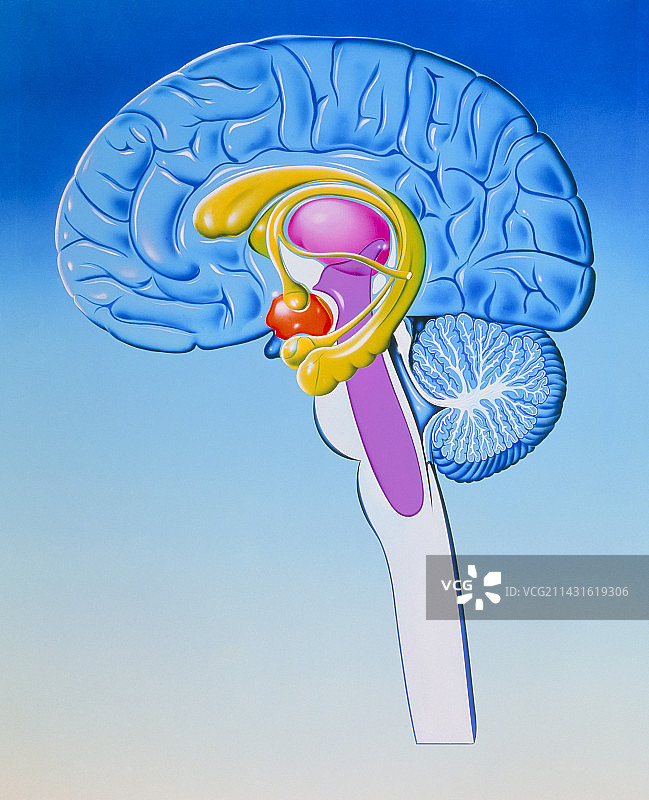 大脑边缘系统解剖结构插画图片素材