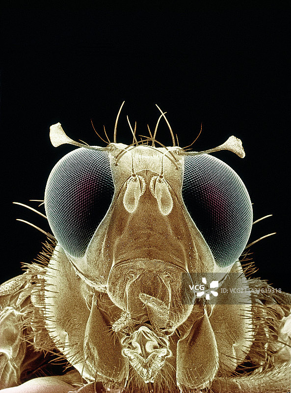 雄性地中海果蝇的伪彩色扫描电镜图图片素材