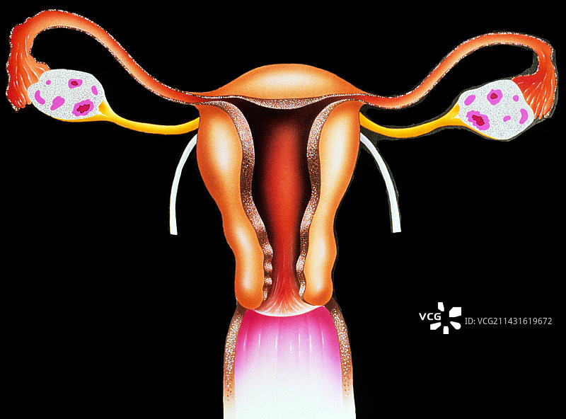女性生殖器官图片素材