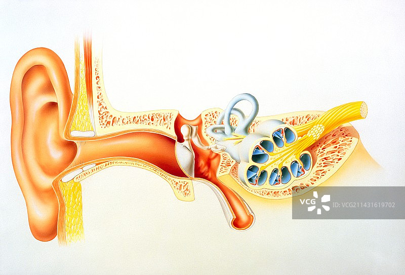 人耳解剖结构插画图片素材