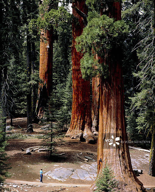 巨型红杉图片素材