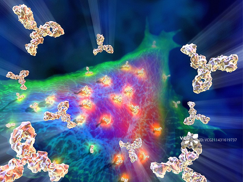 单克隆抗体图片素材