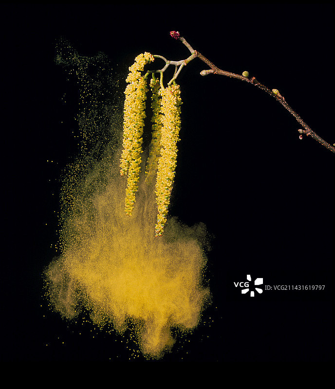 桤木树花粉的风力传播图片素材