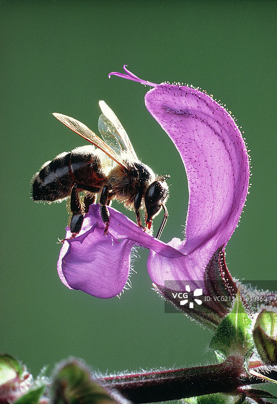 蜜蜂在野生鼠尾草上采蜜图片素材