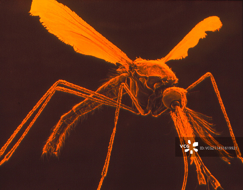 蚊子的扫描电镜图像图片素材