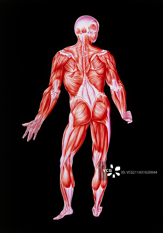男性人体肌肉（背视图）插画图片素材