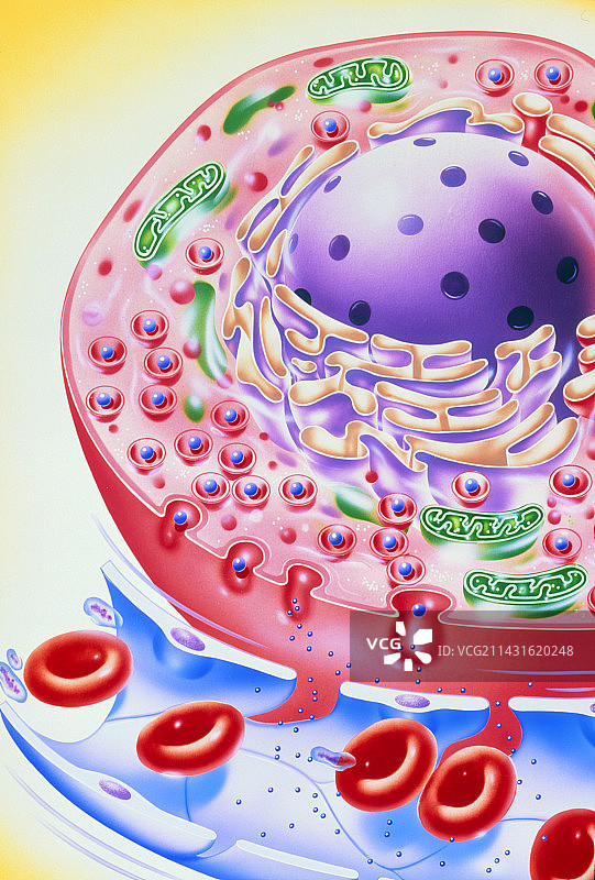胰岛素颗粒释放入血艺术图图片素材