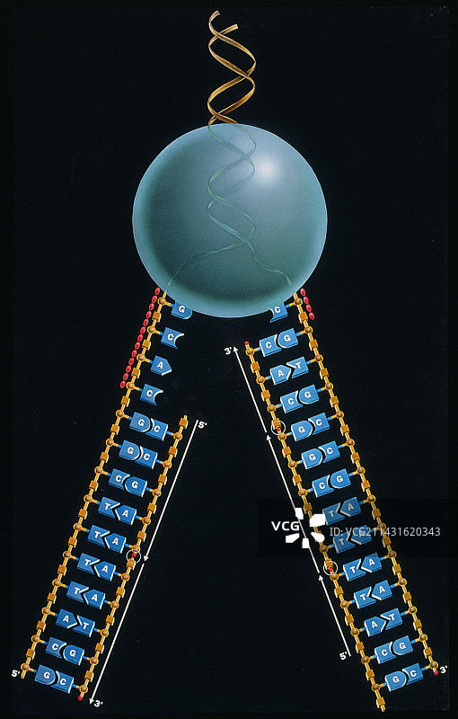 DNA复制图片素材