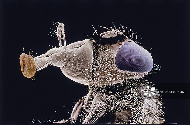 家蝇的头部图片素材