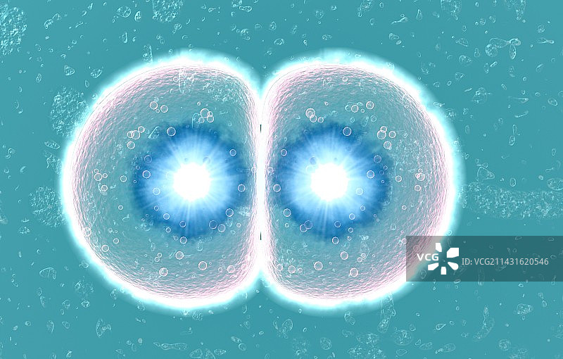 受精卵细胞分裂图片素材