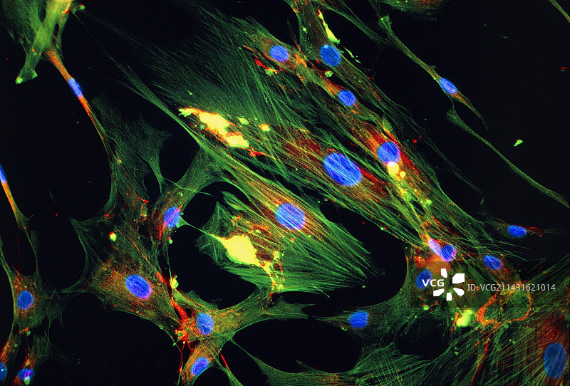 皮肤成纤维细胞的免疫荧光显微镜图图片素材