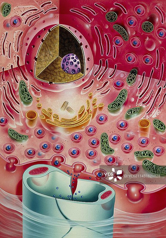 内分泌胰腺中胰岛素分泌艺术作品图片素材