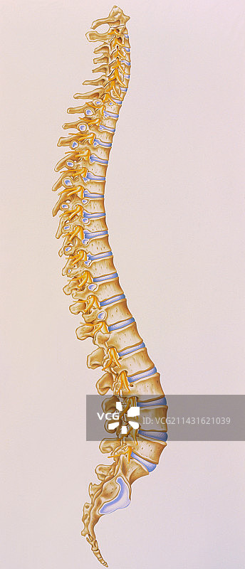 人类脊柱插画图片素材