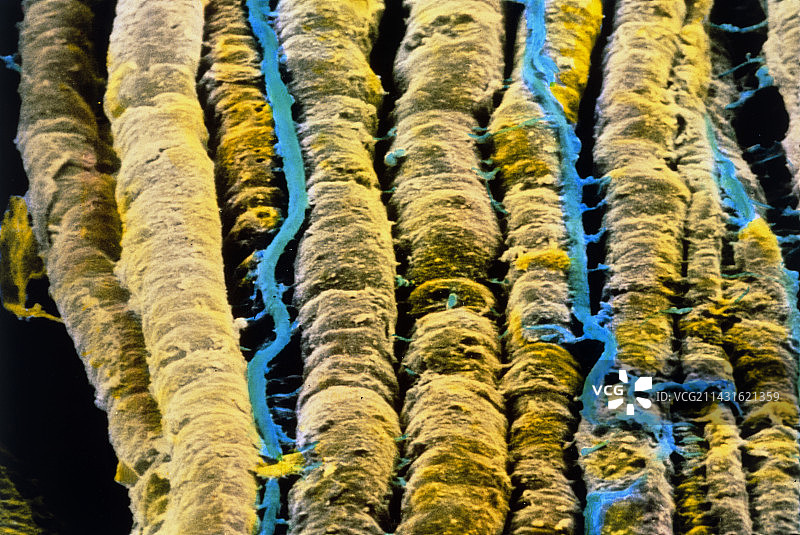 神经纤维束的伪彩色扫描电镜图像图片素材