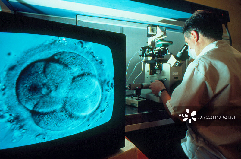 研究人员检查体外受精后的四细胞人类胚胎图片素材