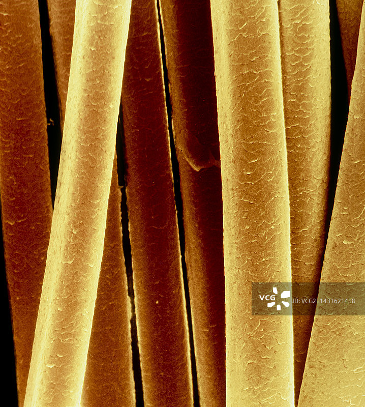 干净人类头发的彩色扫描电镜图图片素材