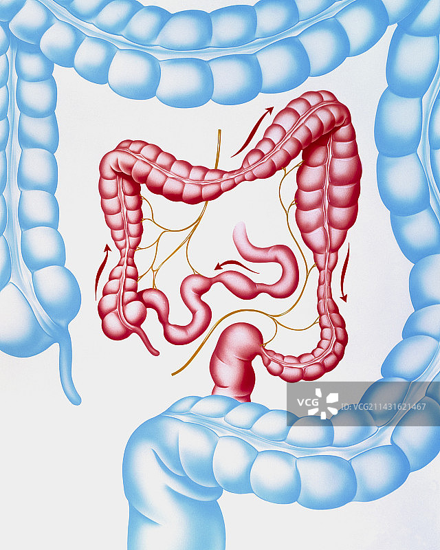 肠易激综合征与正常结肠艺术图图片素材