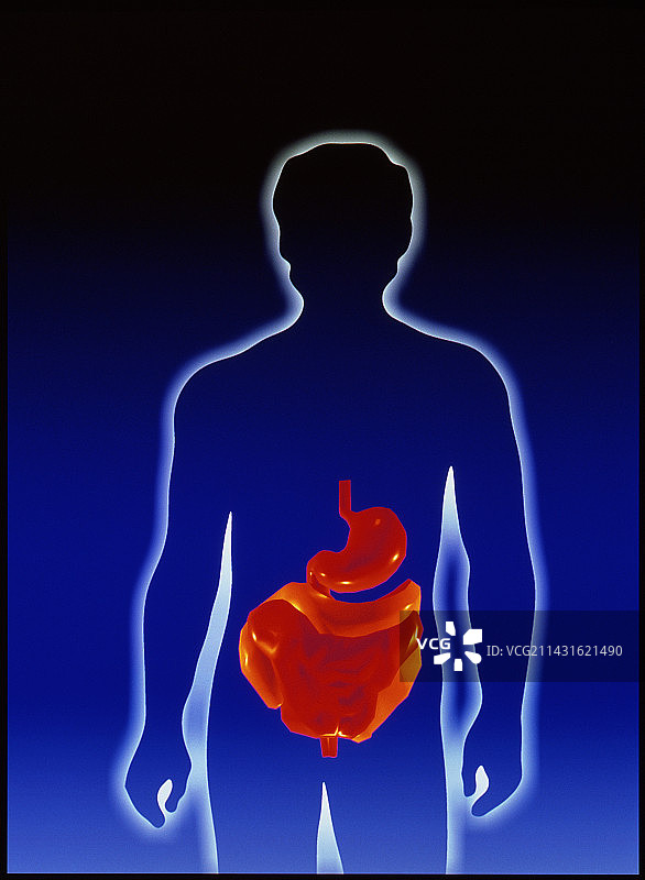 消化系统图片素材