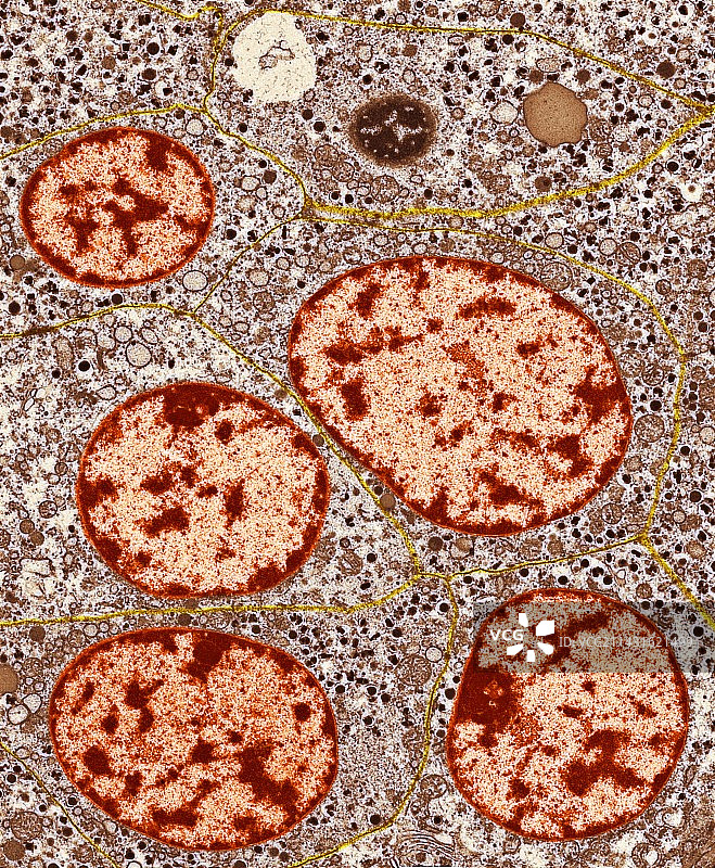 胰岛细胞，透射电镜图片素材