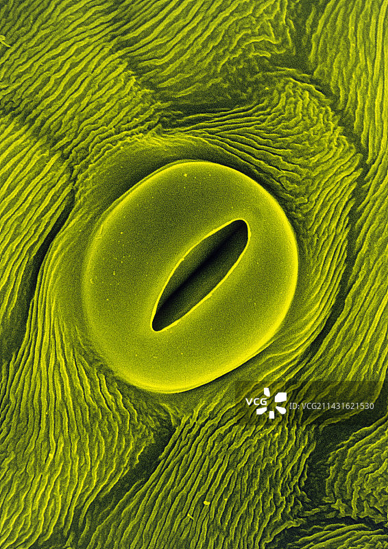 报春花萼片上的气孔图片素材
