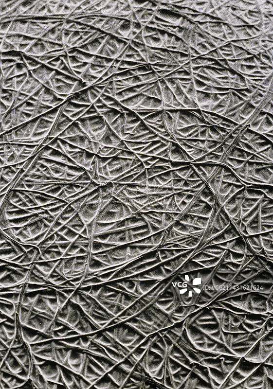 纸张中纤维的扫描电子显微镜照片图片素材