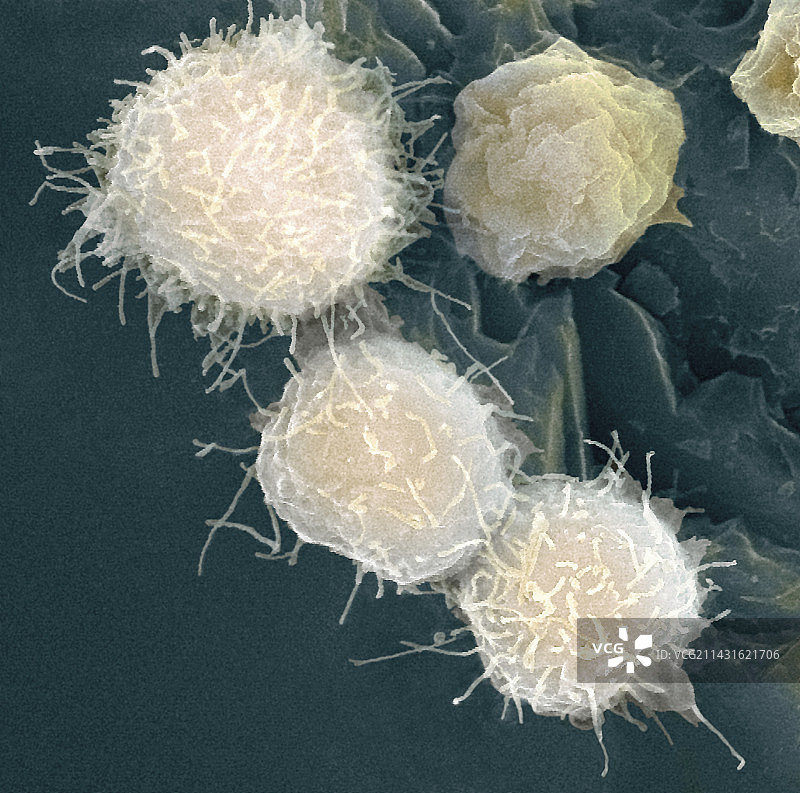 干细胞，扫描电子显微镜图片素材