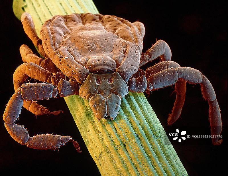 犬蜱扫描电镜图图片素材