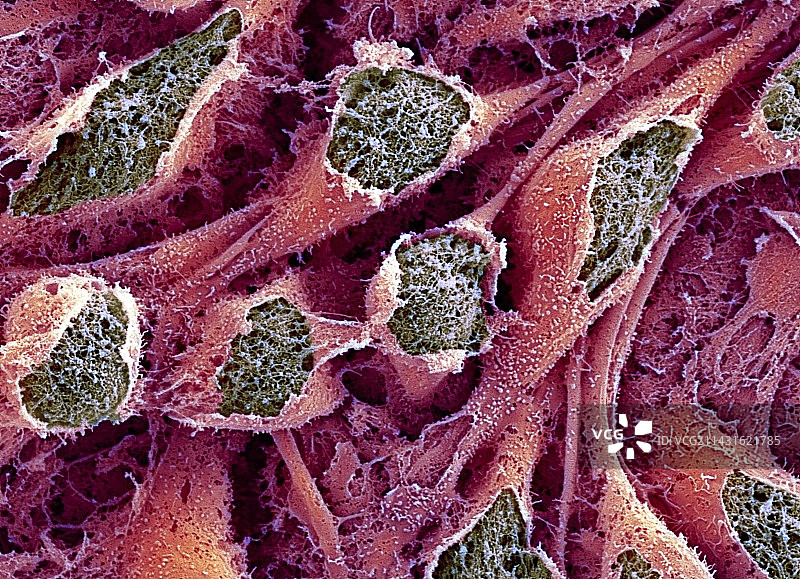 干细胞，扫描电子显微镜图片素材