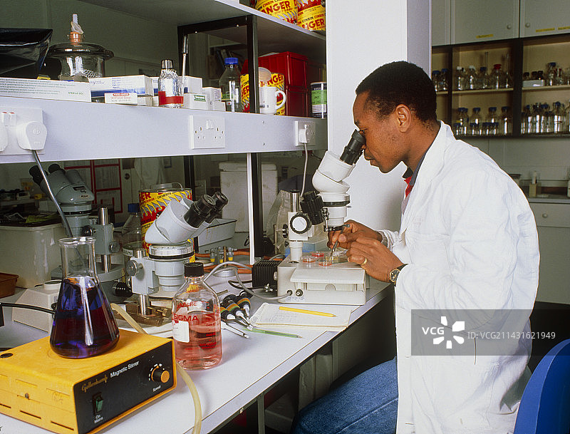 科学家在显微镜下研究寄生虫图片素材