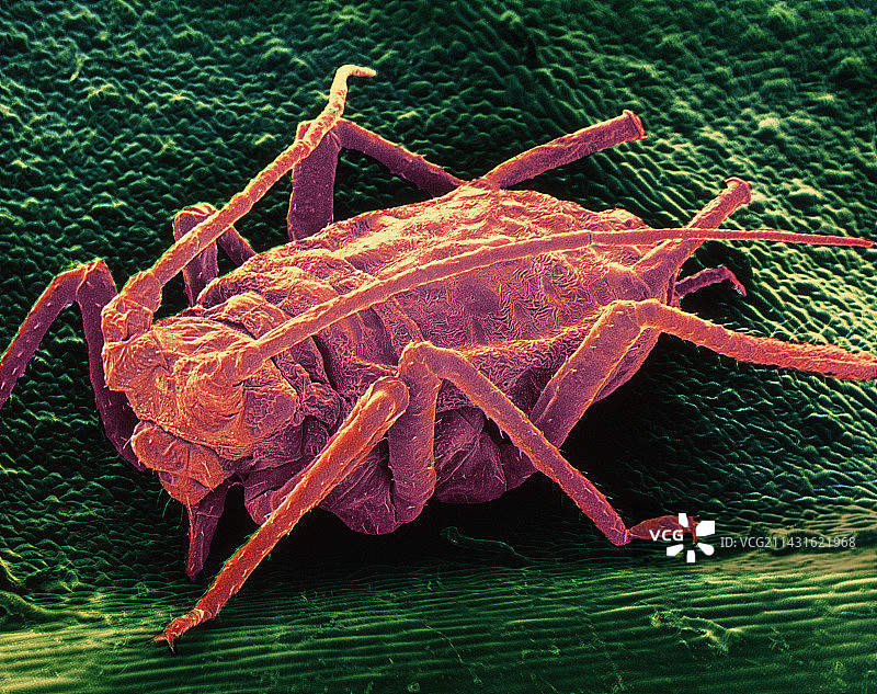 绿色桃蚜的伪彩色扫描电镜图图片素材