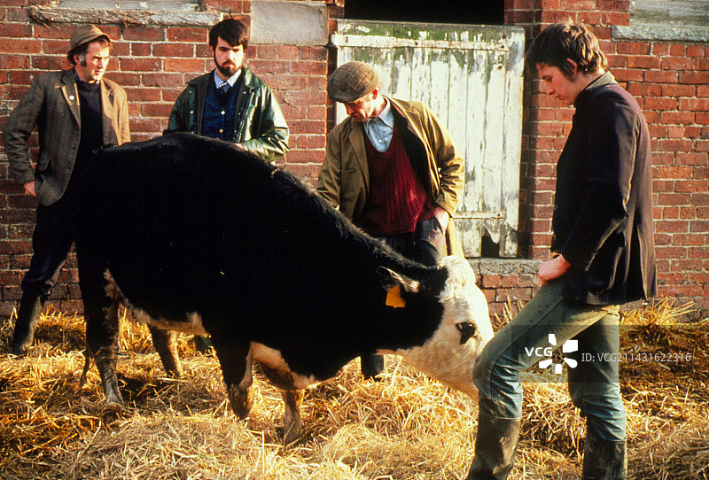 显示疯牛病可能症状的奶牛图片素材