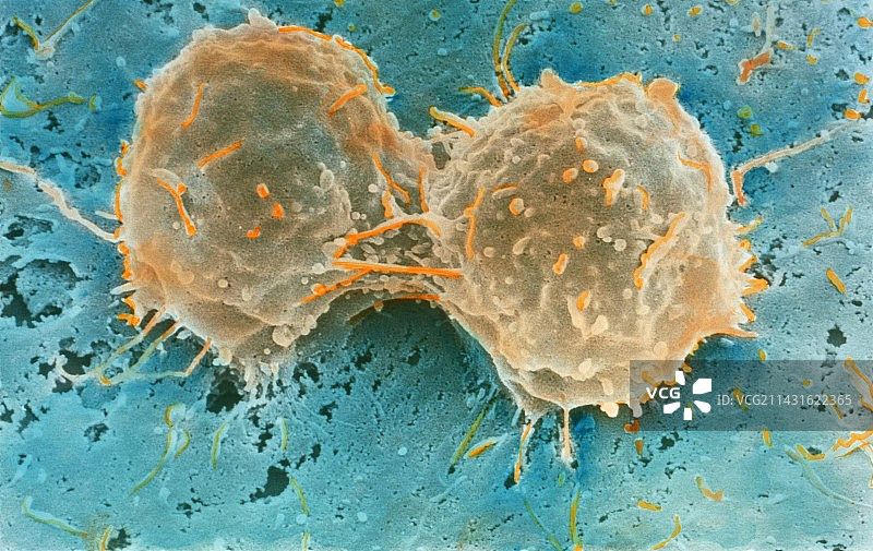 细胞分裂图片素材