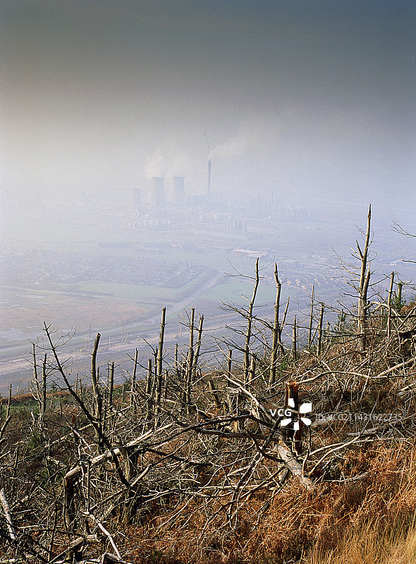 因酸雨和其他污染而死亡的树木图片素材