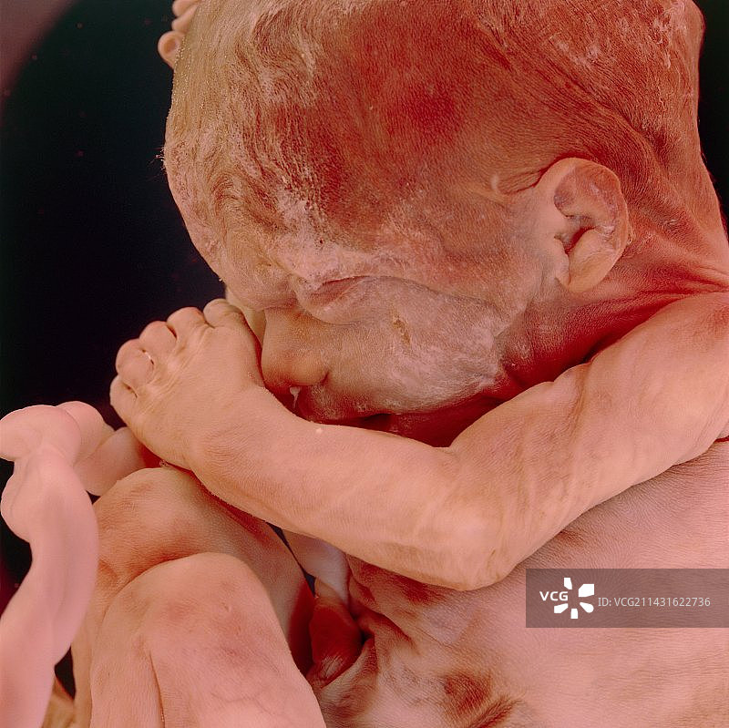 15周大的胎儿图片素材