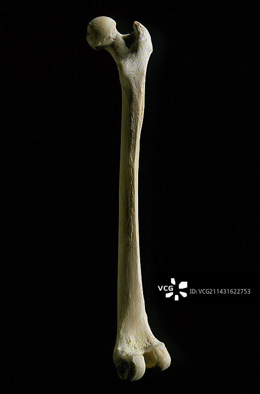 人类股骨或大腿骨图片素材