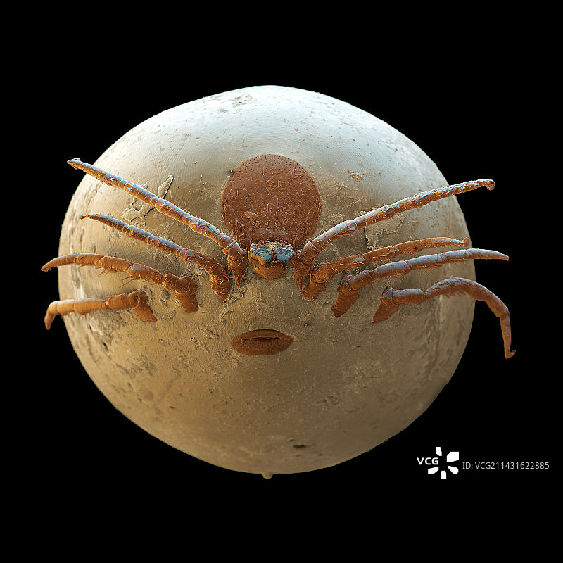 吸饱血的蜱虫扫描电镜图图片素材