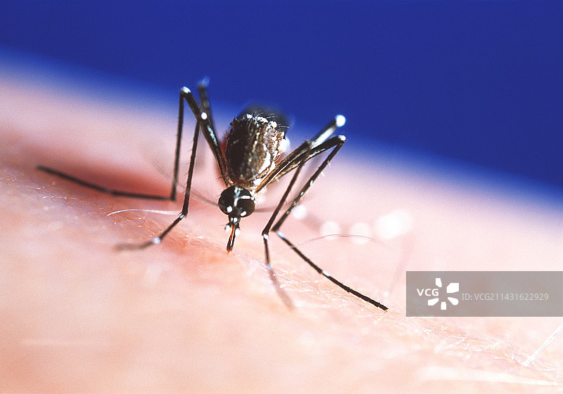 喂蚊子图片素材