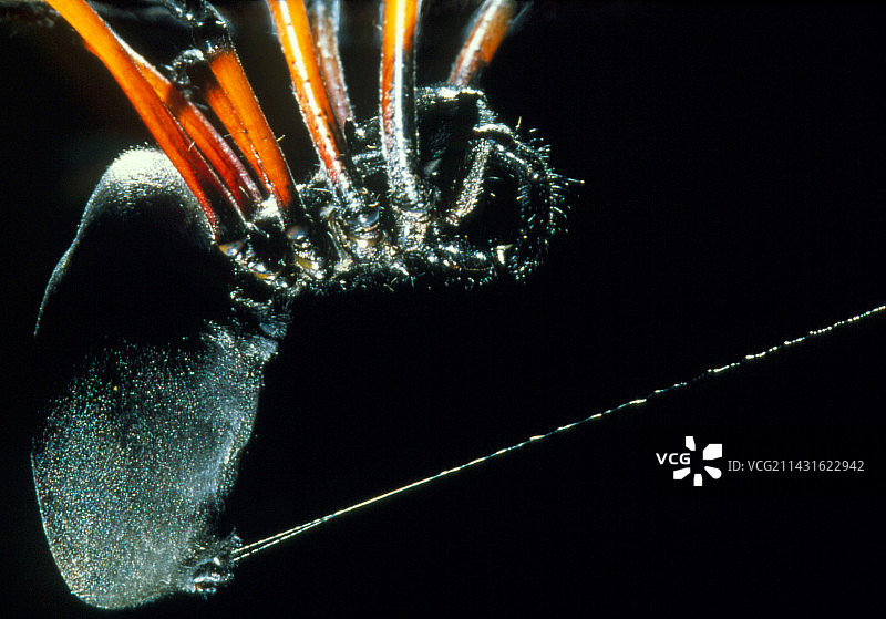 正在吐丝的金色球体蜘蛛(Nephila sp.)图片素材