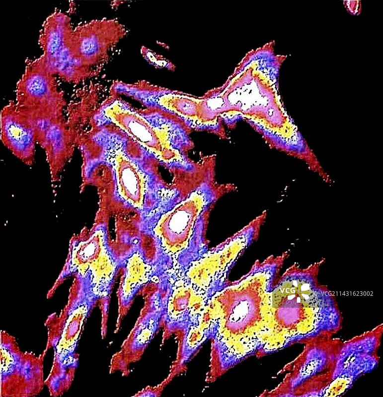 跳动的心脏细胞图片素材